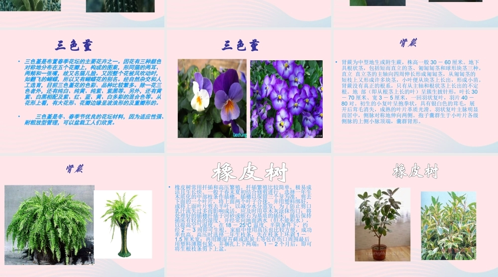 三年级科学下册 二 植物的生长 第3课《植物的身体》课件2 新人教版-新人教版小学三年级下册自然科学课件