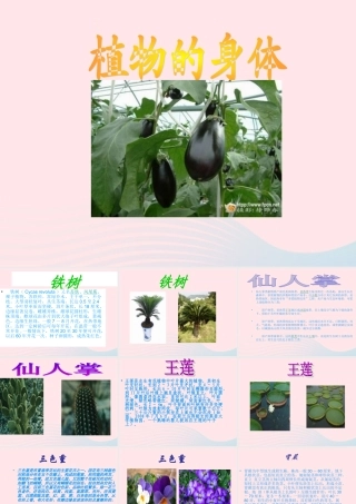 三年级科学下册 二 植物的生长 第3课《植物的身体》课件2 新人教版-新人教版小学三年级下册自然科学课件