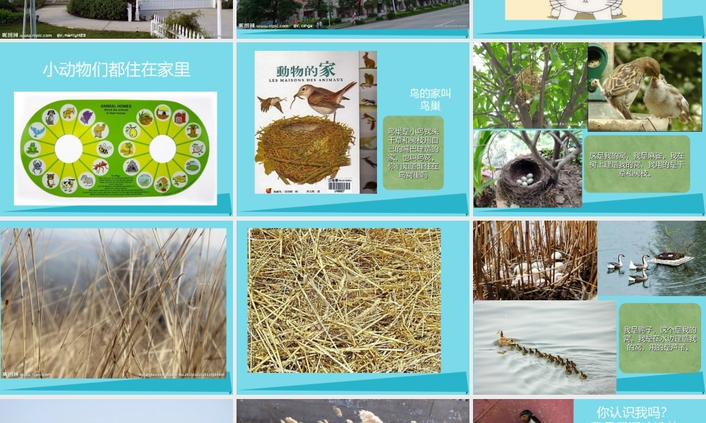 三年级科学上册 第一章 第3课 动物的家课件3 新人教版-新人教版小学三年级上册自然科学课件