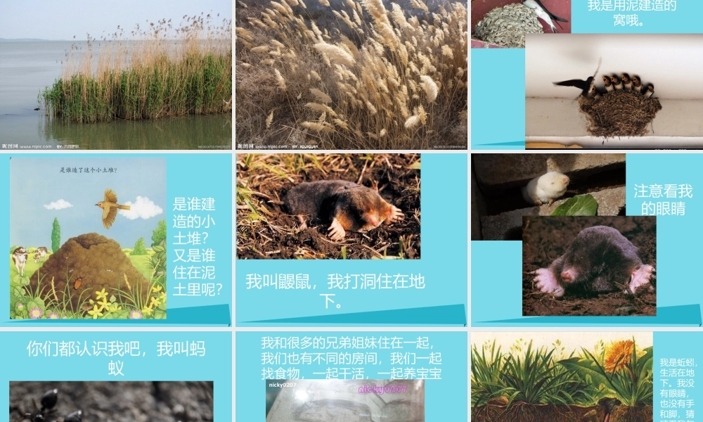 三年级科学上册 第一章 第3课 动物的家课件3 新人教版-新人教版小学三年级上册自然科学课件