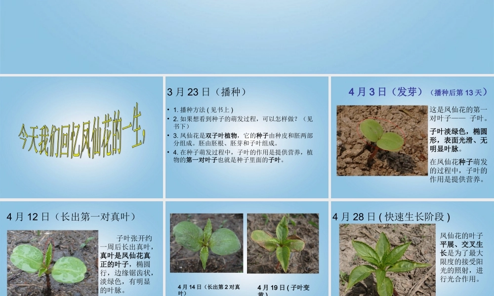 三年级科学下册 凤仙花的一生1课件 鄂教版