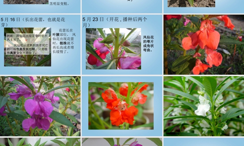 三年级科学下册 凤仙花的一生1课件 鄂教版