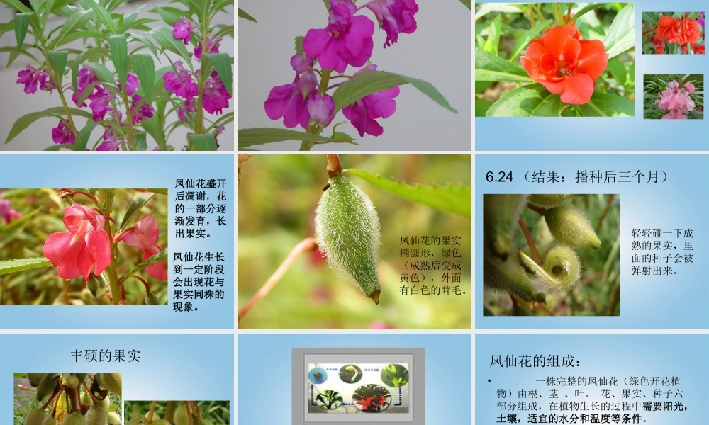 三年级科学下册 凤仙花的一生1课件 鄂教版