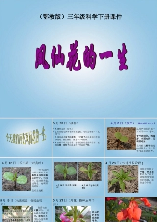 三年级科学下册 凤仙花的一生1课件 鄂教版