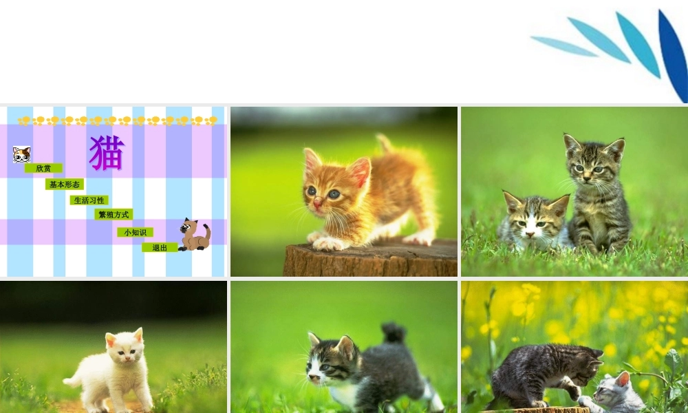 三年级科学上册 猫课件 冀教版