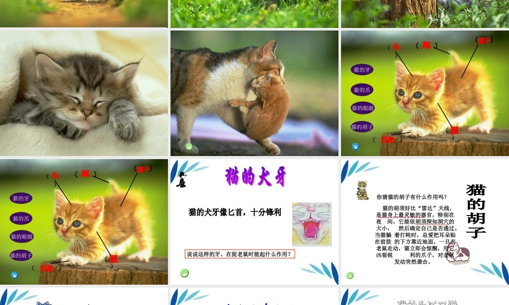 三年级科学上册 猫课件 冀教版
