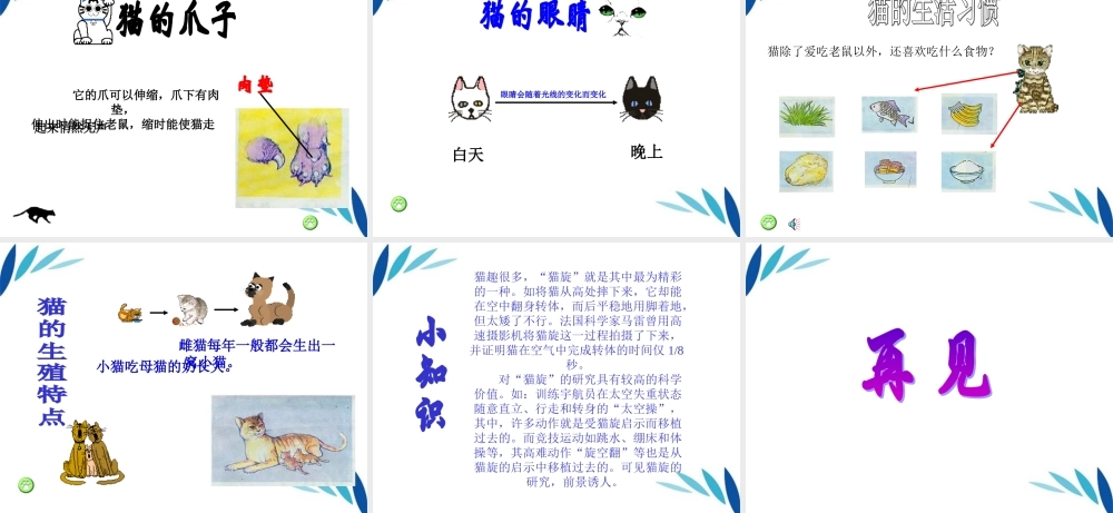 三年级科学上册 猫课件 冀教版