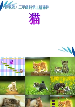 三年级科学上册 猫课件 冀教版