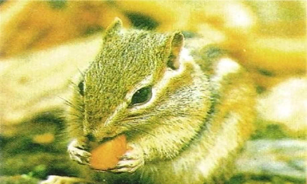 一年级语文下册 阅读七 第13课《小松鼠找花生》课件 教科版-教科版小学一年级下册语文课件