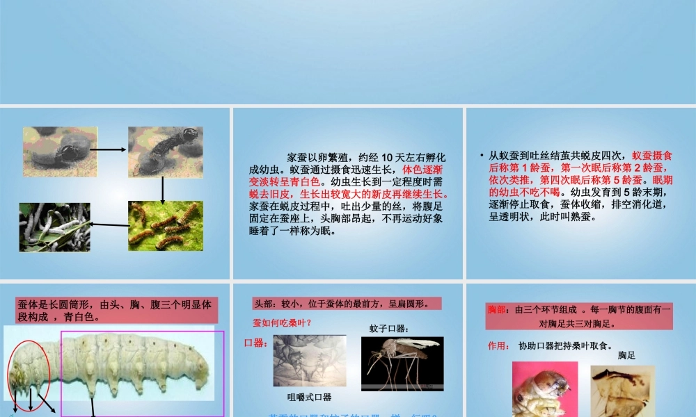 三年级科学下册 可爱的蚕宝宝1课件 鄂教版