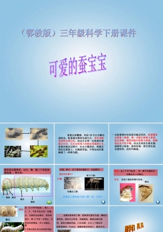 三年级科学下册 可爱的蚕宝宝1课件 鄂教版