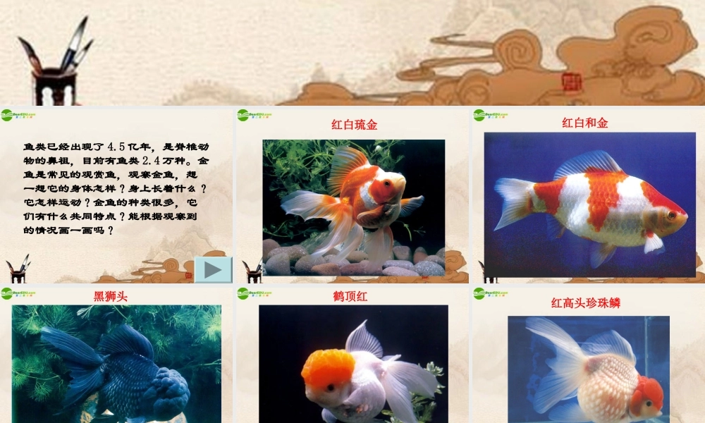 三年级科学上册 金鱼（一）课件 教科版