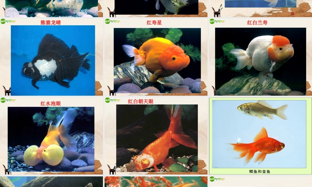 三年级科学上册 金鱼（一）课件 教科版