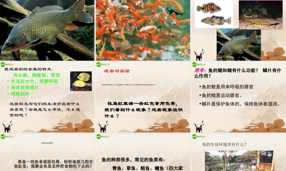 三年级科学上册 金鱼（一）课件 教科版