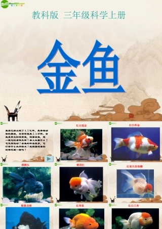 三年级科学上册 金鱼（一）课件 教科版