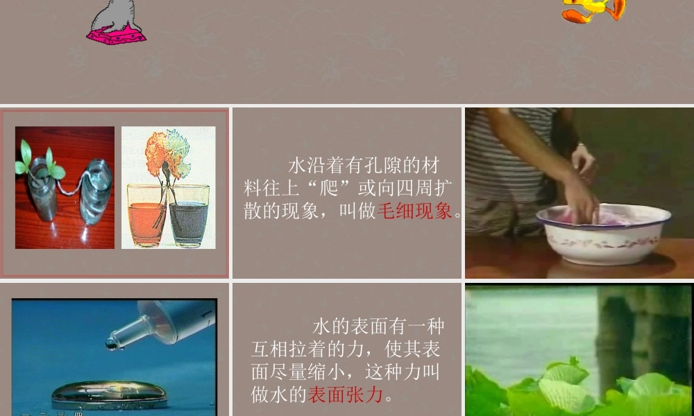 三年级科学上册 神奇的水课件 苏教版