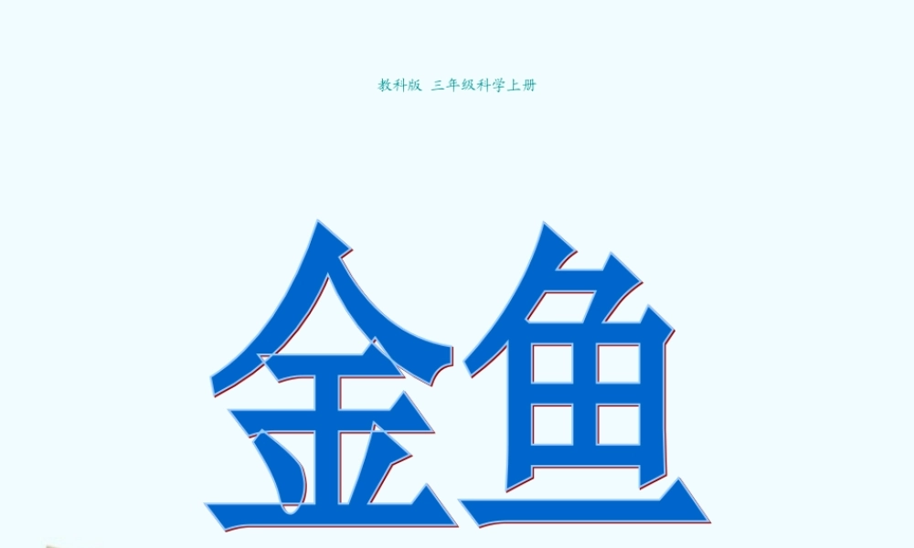 三年级科学上册 金鱼课件 教科版 