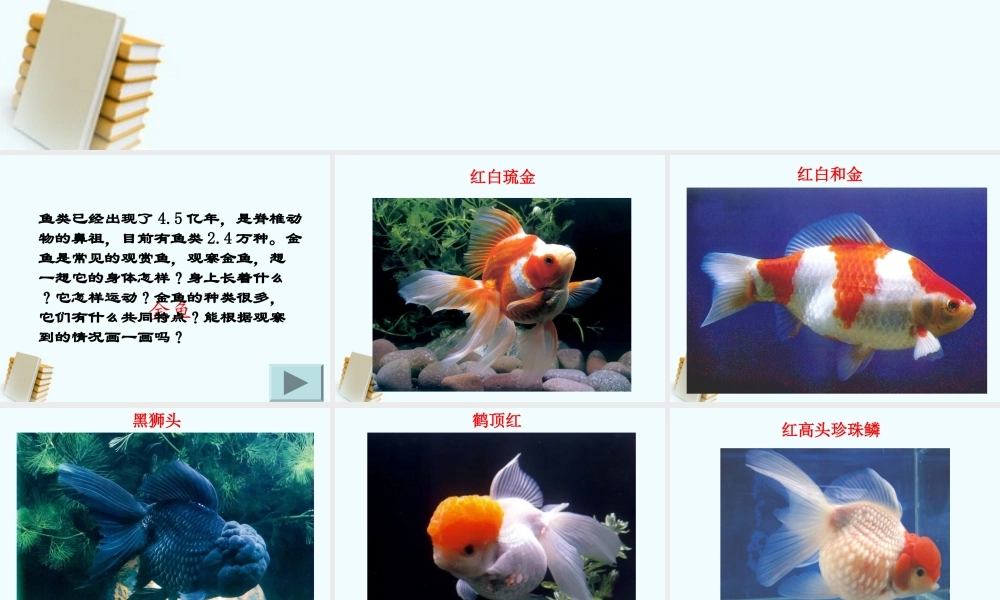 三年级科学上册 金鱼课件 教科版 