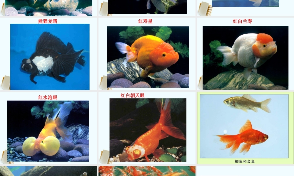 三年级科学上册 金鱼课件 教科版 