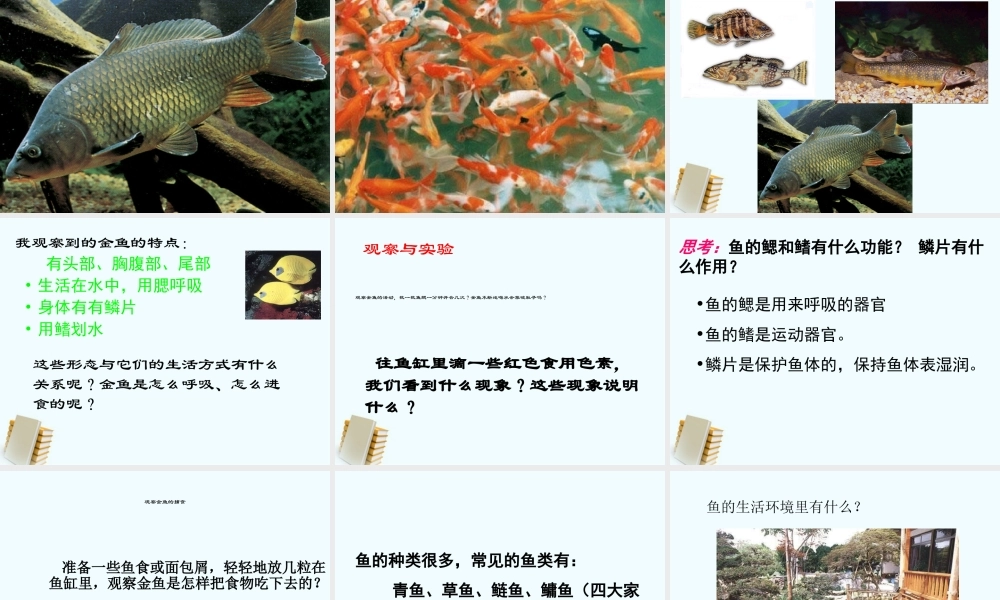 三年级科学上册 金鱼课件 教科版 