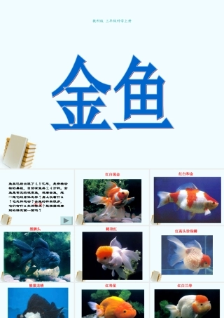 三年级科学上册 金鱼课件 教科版 