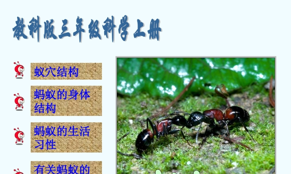 三年级科学上册 蚂蚁 5课件 教科版 