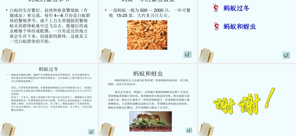 三年级科学上册 蚂蚁 5课件 教科版 