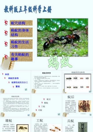 三年级科学上册 蚂蚁 5课件 教科版 