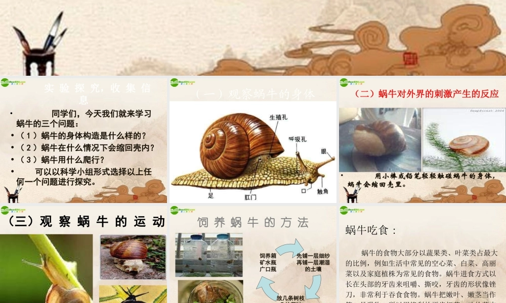 三年级科学上册 蜗牛（二）课件 教科版