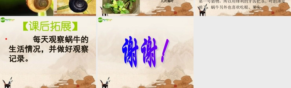 三年级科学上册 蜗牛（二）课件 教科版