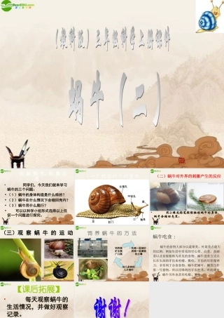 三年级科学上册 蜗牛（二）课件 教科版