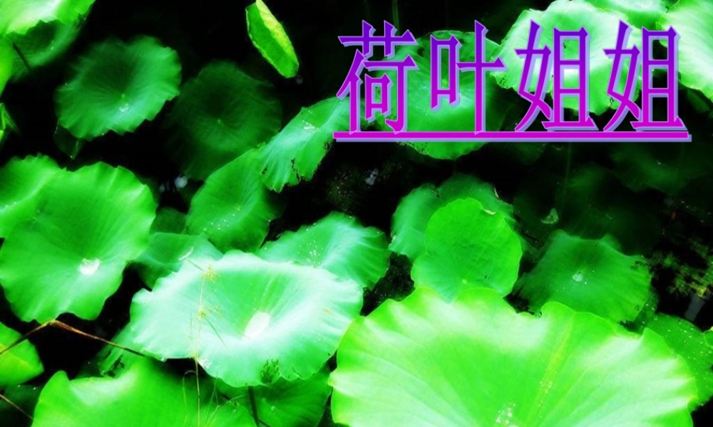 一年级语文下册 阅读三《荷叶姐姐》课件2 教科版-教科版小学一年级下册语文课件