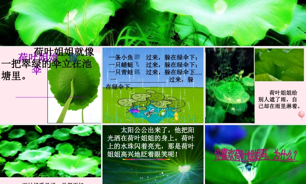 一年级语文下册 阅读三《荷叶姐姐》课件2 教科版-教科版小学一年级下册语文课件