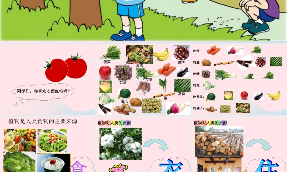 三年级科学下册 四 植物和我们 1《植物和我们的生活》课件3 新人教版-新人教版小学三年级下册自然科学课件