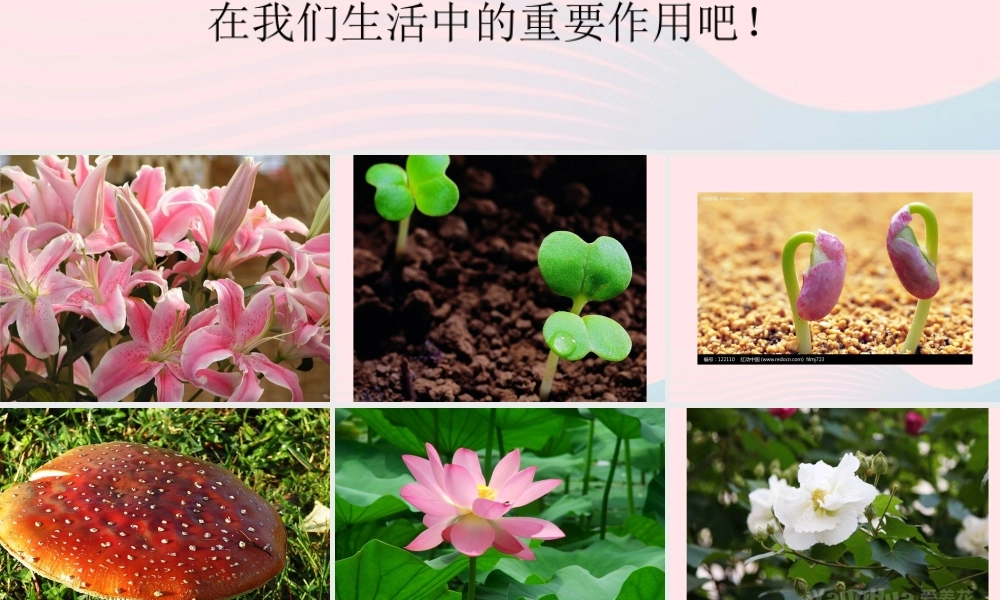 三年级科学下册 四 植物和我们 第1课《植物和我们的生活》课件2 新人教版-新人教版小学三年级下册自然科学课件