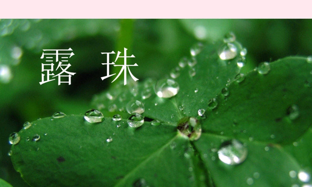 一年级语文下册 阅读四《露珠》课件1 教科版-教科版小学一年级下册语文课件