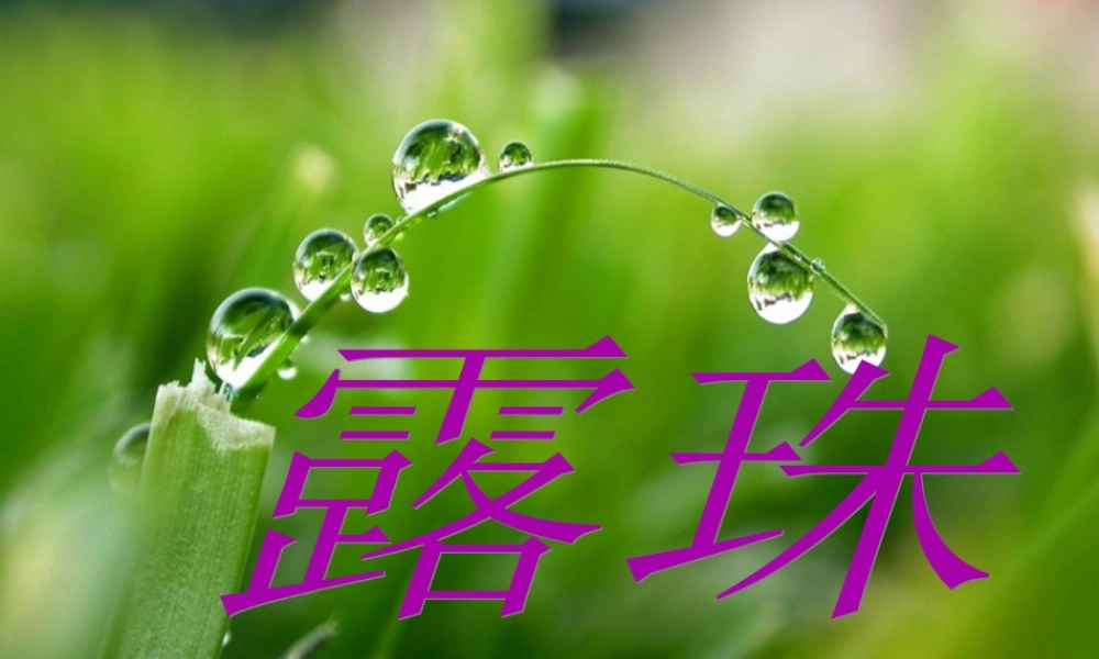 一年级语文下册 阅读四《露珠》课件2 教科版-教科版小学一年级下册语文课件