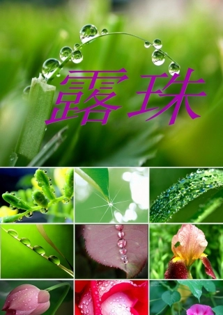 一年级语文下册 阅读四《露珠》课件2 教科版-教科版小学一年级下册语文课件