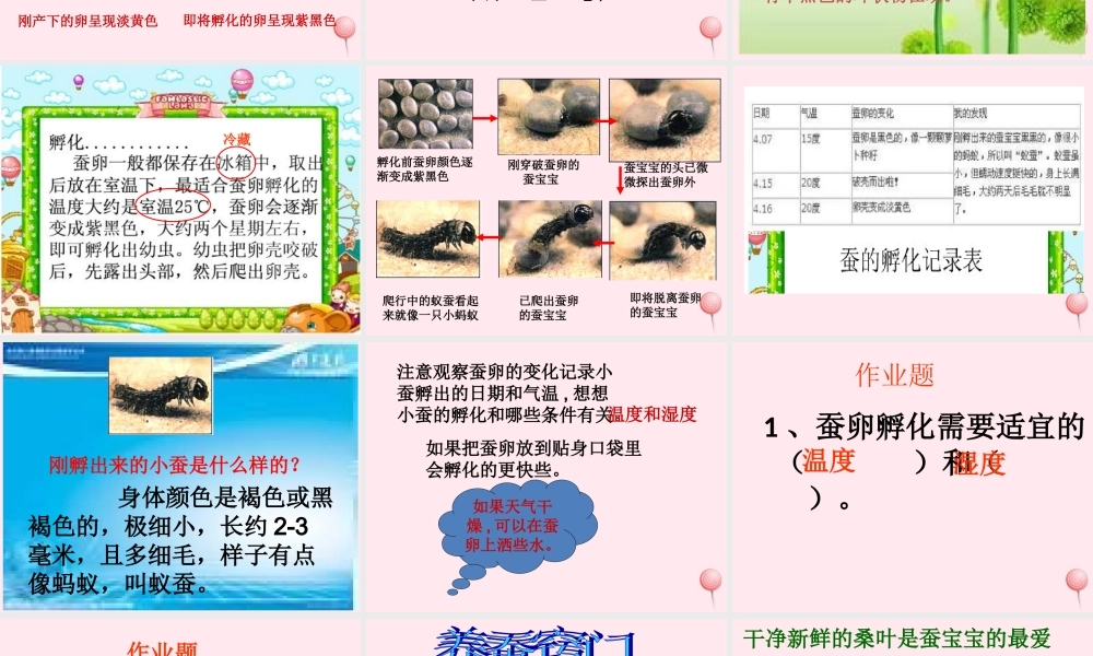 三年级科学下册 3.1《蚕宝宝出生了》课件2 湘教版-湘教版小学三年级下册自然科学课件