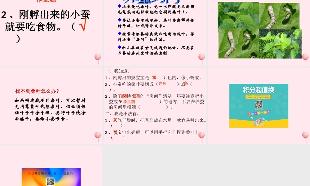 三年级科学下册 3.1《蚕宝宝出生了》课件2 湘教版-湘教版小学三年级下册自然科学课件