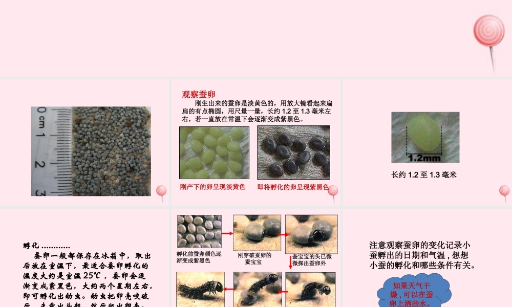 三年级科学下册 3.1《蚕宝宝出生了》课件3 湘教版-湘教版小学三年级下册自然科学课件