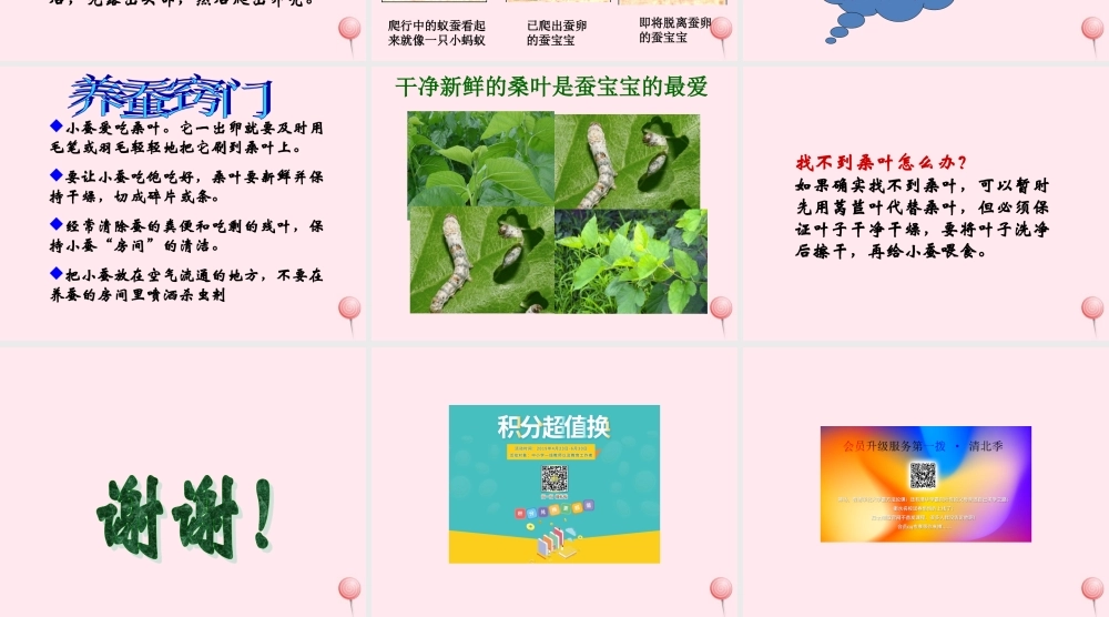 三年级科学下册 3.1《蚕宝宝出生了》课件3 湘教版-湘教版小学三年级下册自然科学课件