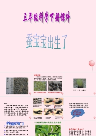 三年级科学下册 3.1《蚕宝宝出生了》课件3 湘教版-湘教版小学三年级下册自然科学课件