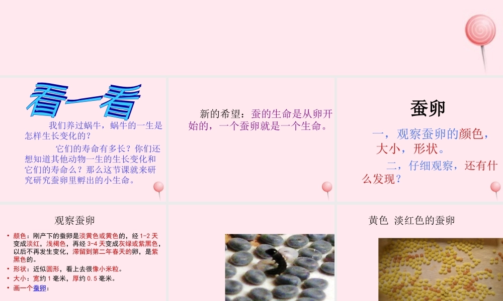 三年级科学下册 3.1《蚕宝宝出生了》课件4 湘教版-湘教版小学三年级下册自然科学课件