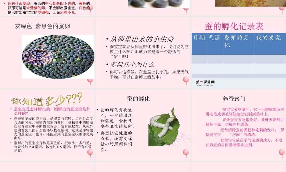 三年级科学下册 3.1《蚕宝宝出生了》课件4 湘教版-湘教版小学三年级下册自然科学课件