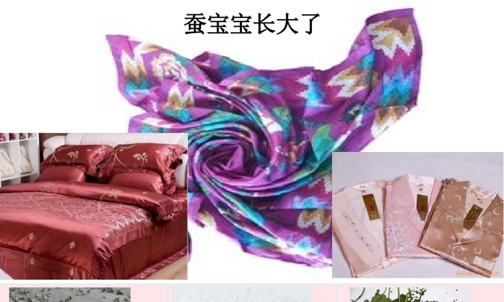 三年级科学下册 3.2《蚕宝宝在长大》课件2 湘教版-湘教版小学三年级下册自然科学课件