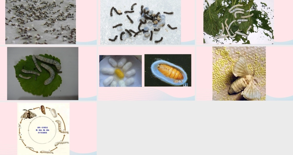 三年级科学下册 3.2《蚕宝宝在长大》课件2 湘教版-湘教版小学三年级下册自然科学课件