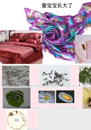 三年级科学下册 3.2《蚕宝宝在长大》课件2 湘教版-湘教版小学三年级下册自然科学课件