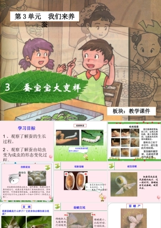 三年级科学下册 3.3《蚕宝宝大变样》课件1 湘教版-湘教版小学三年级下册自然科学课件