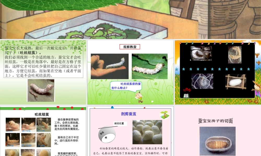 三年级科学下册 3.3《蚕宝宝大变样》课件2 湘教版-湘教版小学三年级下册自然科学课件